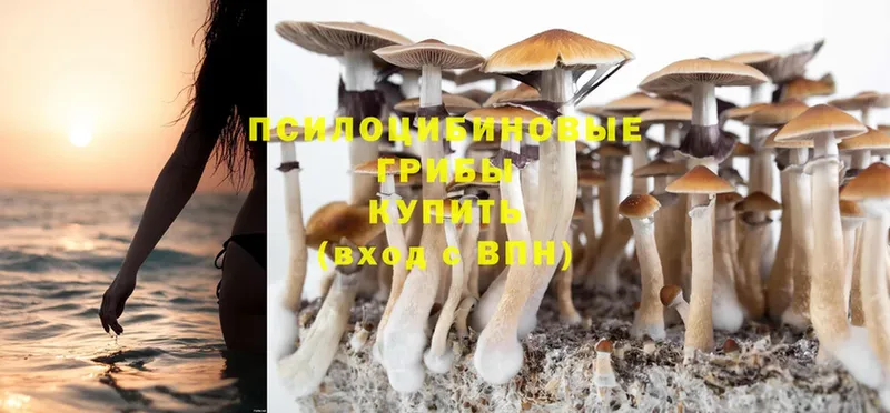 mega как войти  продажа наркотиков  Бобров  Псилоцибиновые грибы Magic Shrooms 